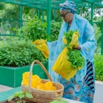 First lady Oluremi Tinubu while harvesting vegetables from the villa's garden...Photo Credit: X / Dr Smiles